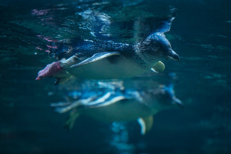 International Antarctic Centre in New Zealandのeditorial素材