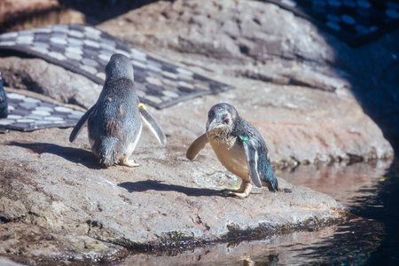 International Antarctic Centre in New Zealandのeditorial素材