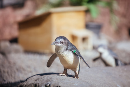 International Antarctic Centre in New Zealandのeditorial素材