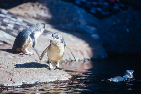 International Antarctic Centre in New Zealandのeditorial素材
