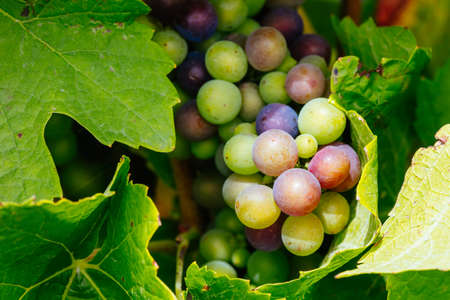 Vines on Mornington Peninsula in Australiaの写真素材