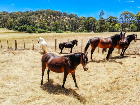 Victorian Rural Country in Australiaの写真素材