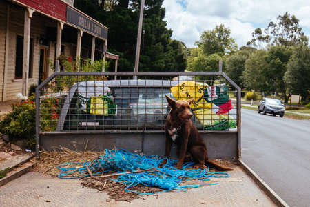 Rural dog in Trentham Australiaのeditorial素材
