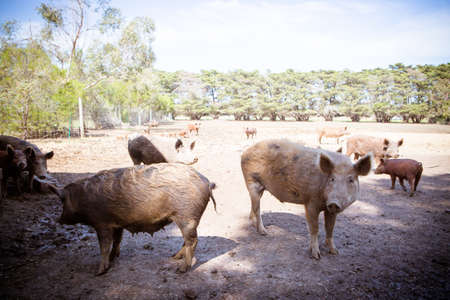 Pigs on a Farm in Australiaの写真素材