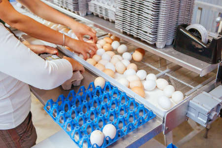 Egg Sorting Machine in Australiaの写真素材