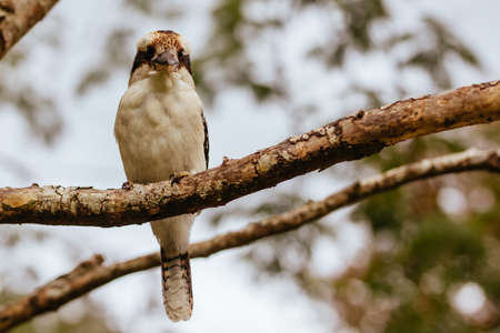 Kookaburra at Sassafrass in Australiaの写真素材