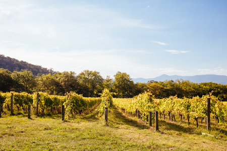 Seville East Vineyard in Australiaの写真素材