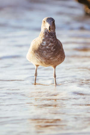 Seagull Eating Fish in Australiaの写真素材