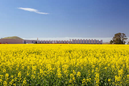 Fields of Canola in Victoria Australiaの写真素材