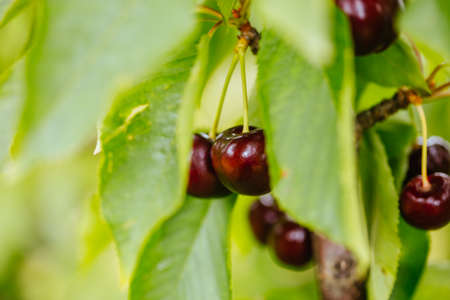 Fresh Cherries on a Tree in Australiaの写真素材
