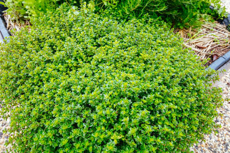 Rural Garden Plot in Australia