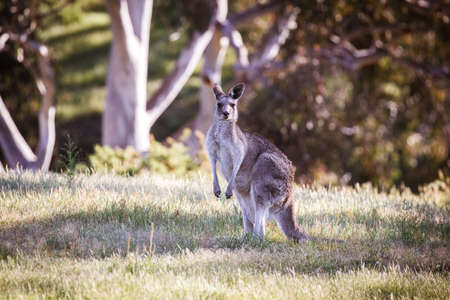 Wild Kangaroos in Australiaの写真素材