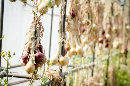 Urban Garden Plot in Australiaの写真素材