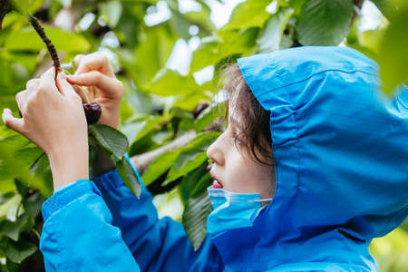 Fresh Cherries on a Tree in Australiaの写真素材