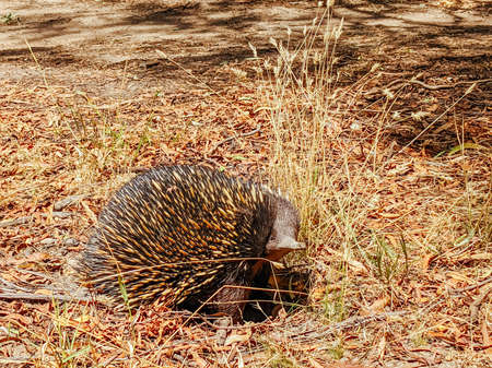 Tame Echidna in Victoria Australiaの写真素材