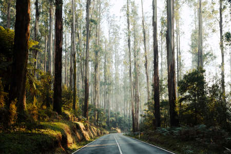 The Black Spur near Narbethong in Australiaの写真素材
