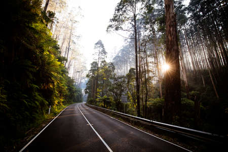The Black Spur near Narbethong in Australia