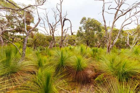 Two Bays Walking Track in Australiaの写真素材