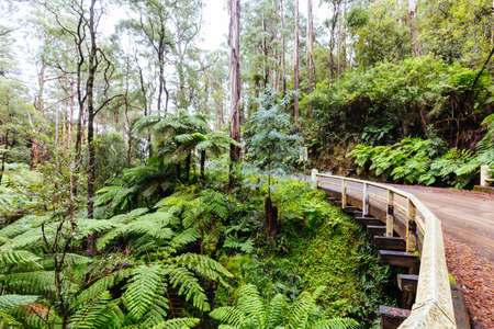 Don Rd Drive in Victoria Australiaの写真素材