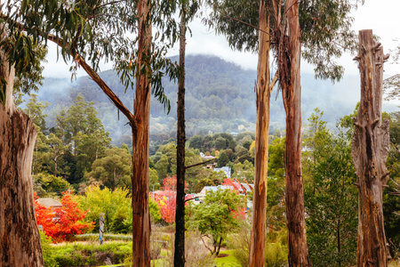 Autumn Foliage in Warburton Victoria Australia