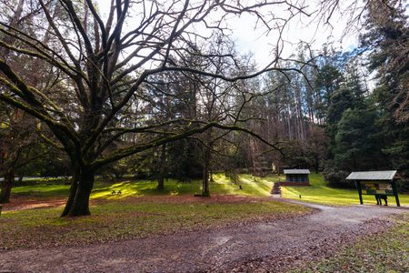 Fernshaw Picnic Ground in Victoria Australia