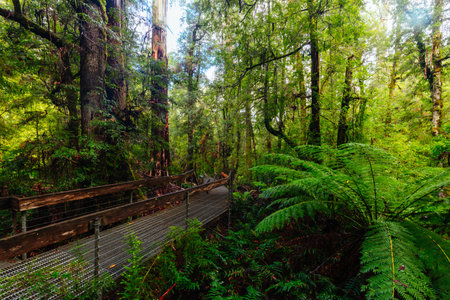 Rainforest Gallery Warburton in Victoria Australia