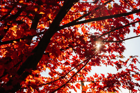 Autumn Leaves in Warburton Australiaの写真素材