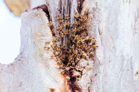Group of Bees in Australia