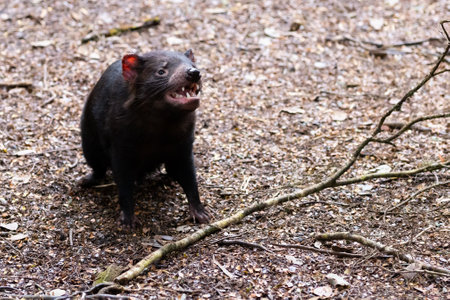 Tasmanian Devil in Tasmania Australiaの写真素材