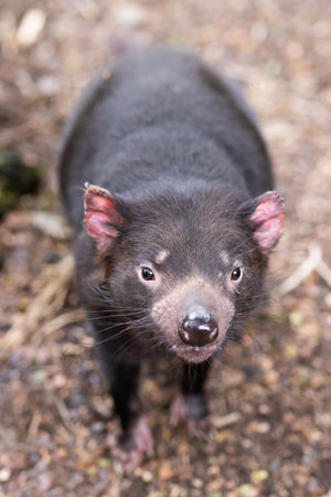 Tasmanian Devil in Tasmania Australiaの写真素材