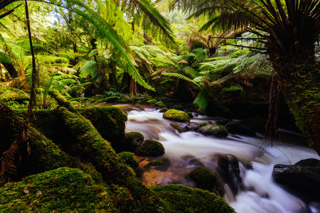 St Columba Falls in Tasmania Australiaの写真素材