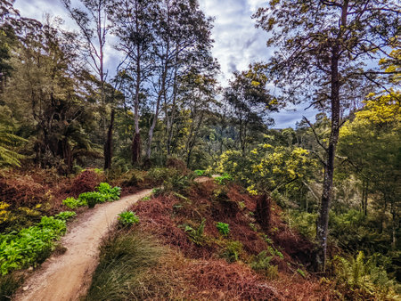 Blue Derby Bike Network Tasmania Australiaの写真素材