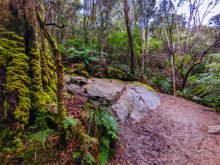 Blue Derby Bike Network Tasmania Australiaの写真素材