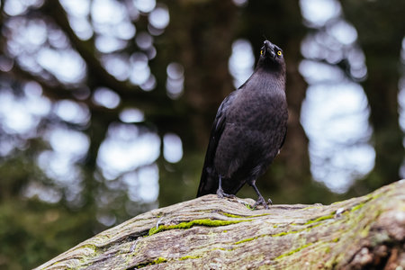 A Black Currawong in Tasmania Australiaの写真素材