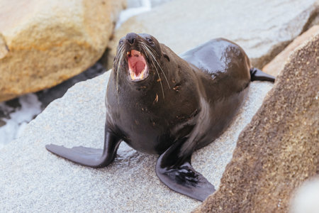 Australian Fur Seal in Narooma Australiaの写真素材