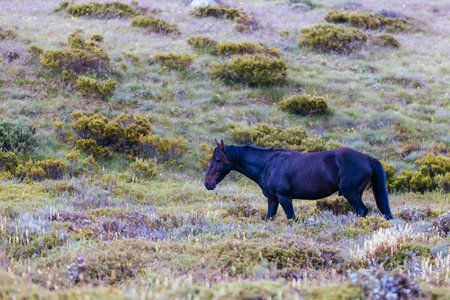 Snowy Mountains Brumbies View near Thredbo in Australiaの写真素材
