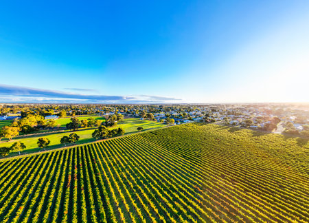 Coonawarra Landscape near Penola in Australiaの写真素材