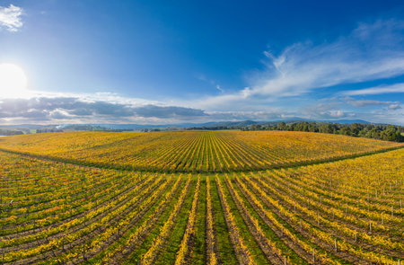 Yarra Valley Vineyard and Landscape in Australiaの写真素材