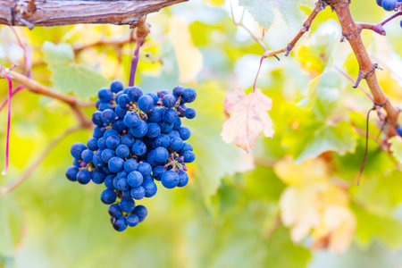Coonawarra Grape Vines in Australiaの写真素材