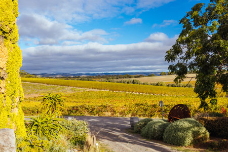 Vale Wine Region Landscape in Australiaの写真素材
