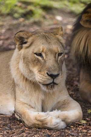 African Lion in Captivity in Australiaの写真素材