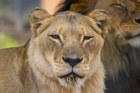 African Lion in Captivity in Australiaの写真素材