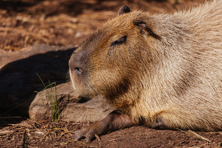 Capybara in a Zoo in Australiaの写真素材