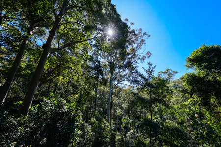 Tamborine Rainforest Skywalk in Queensland Australiaのeditorial素材