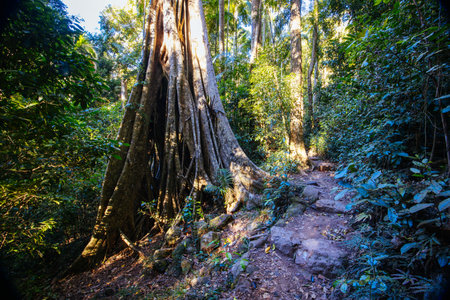 Kondalilla National Park in Queensland Australia