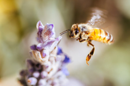 Bee in Lavender in Australia