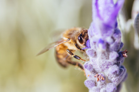Bee in Lavender in Australia
