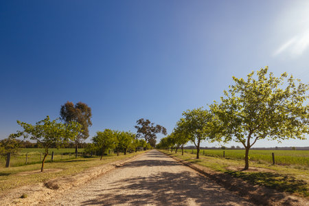 Tahbilk Winery near Nagambie in Australiaのeditorial素材