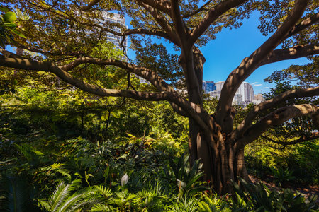 Wendy Whiteleys Secret Garden in Australiaの写真素材