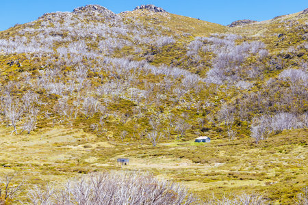 Whites River Hut in Kosciuszko National Park in Australiaの写真素材